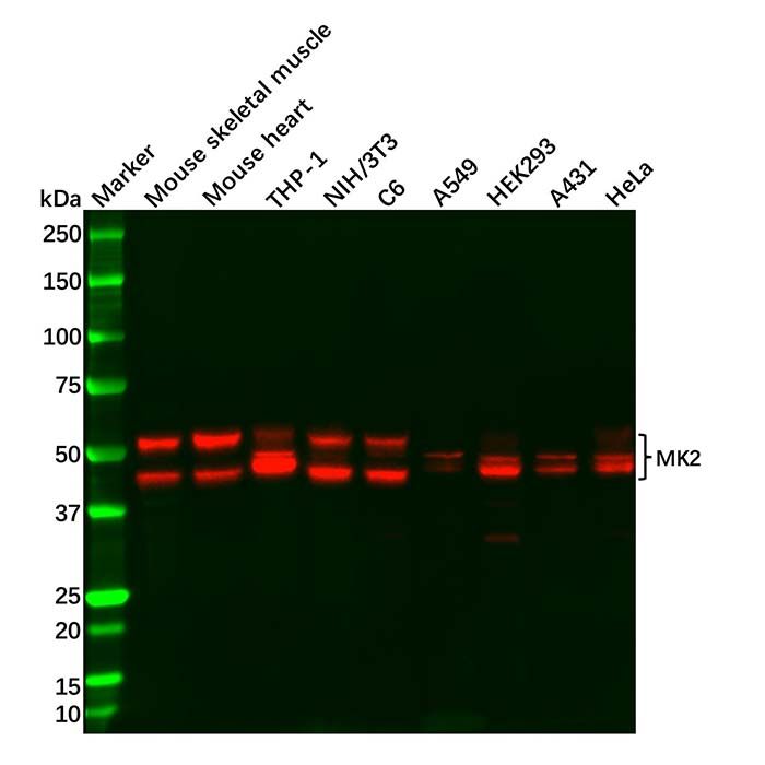 Recombinant MK2 Antibody