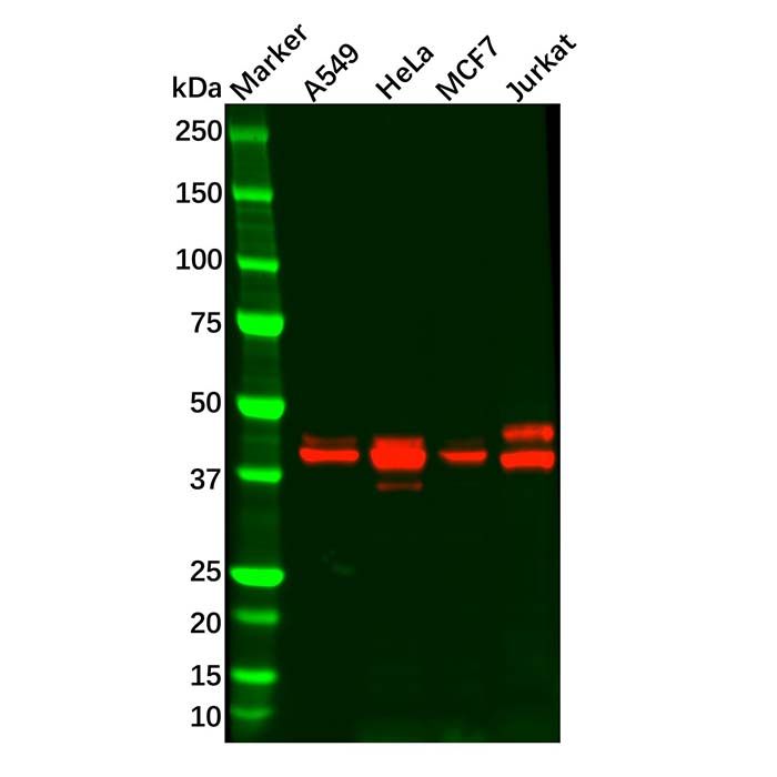 Recombinant MAPKAPK3 Antibody