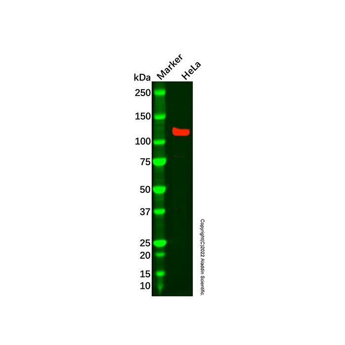 Recombinant MLLT6 Antibody