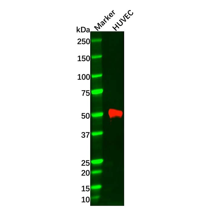 MMP1 Antibody