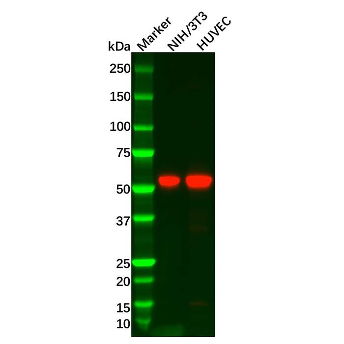 Recombinant MMP14 Antibody
