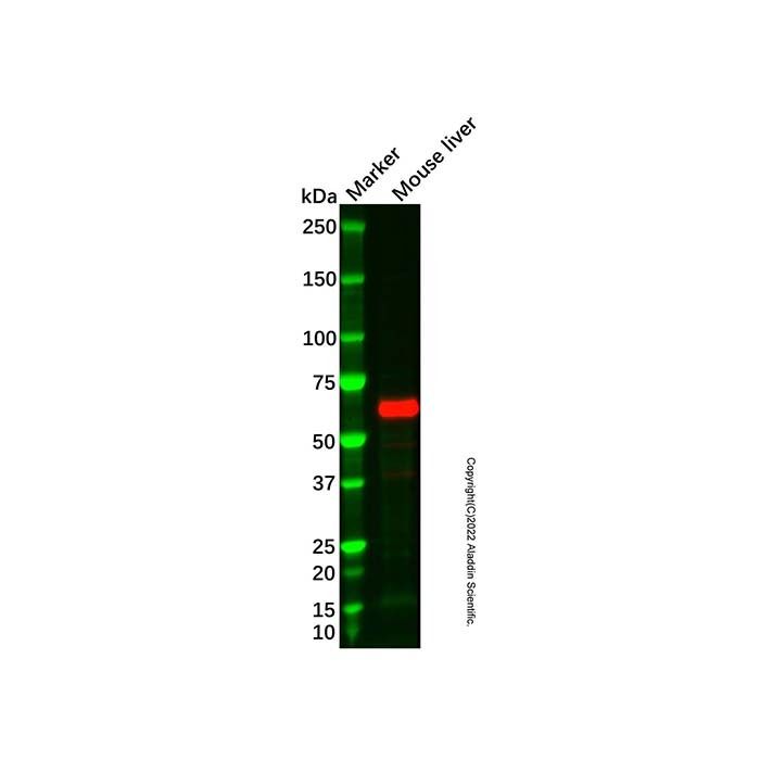 Recombinant MMP2 Antibody
