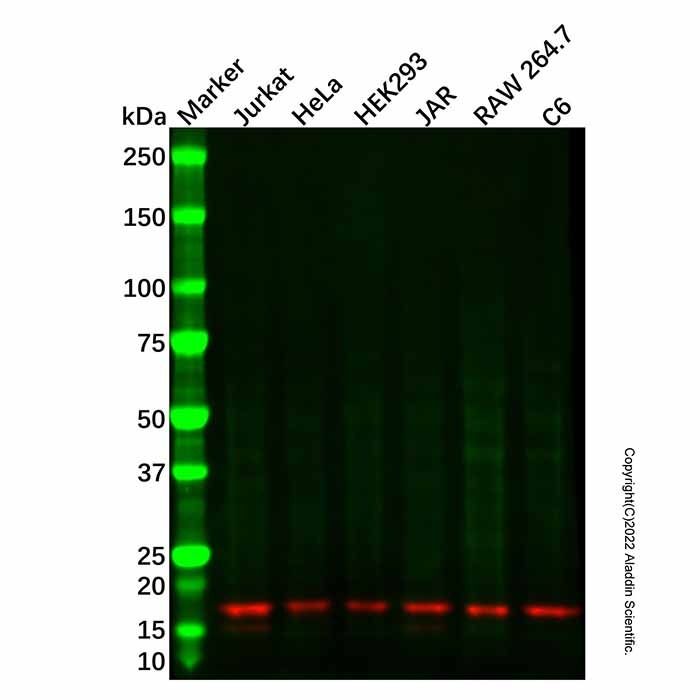 Recombinant MMP26 Antibody