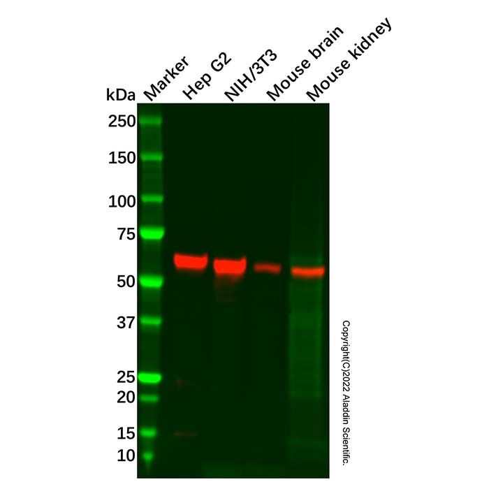 Recombinant Monoamine Oxidase A/MAO-A Antibody