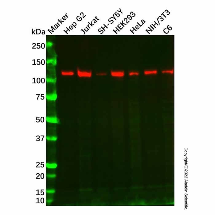 Recombinant Mov10 Antibody