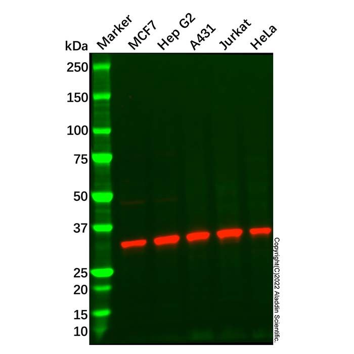 MRPL1 Antibody