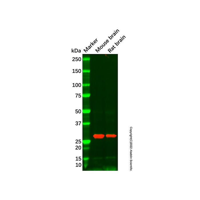 MSC Antibody