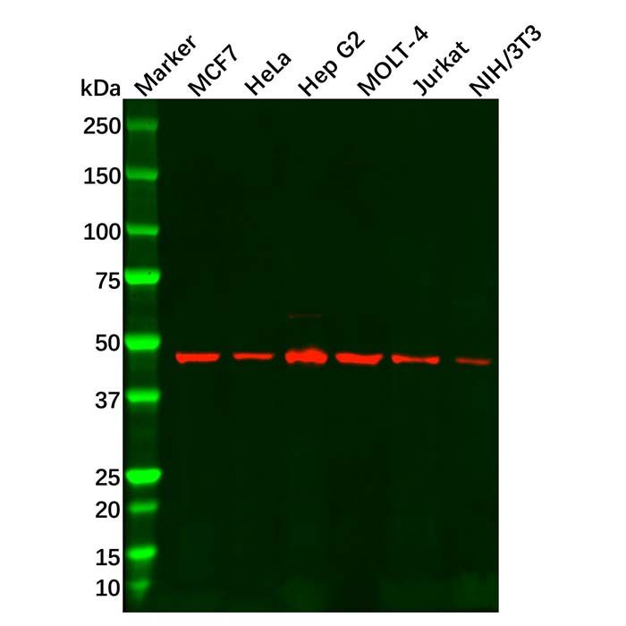 MSS1 Antibody