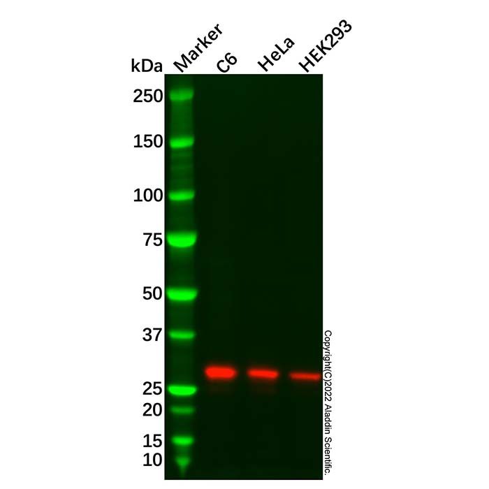 Recombinant MTAP Antibody
