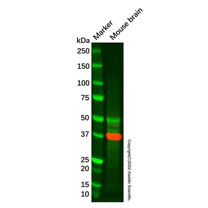 Mu Opioid Receptor Antibody
