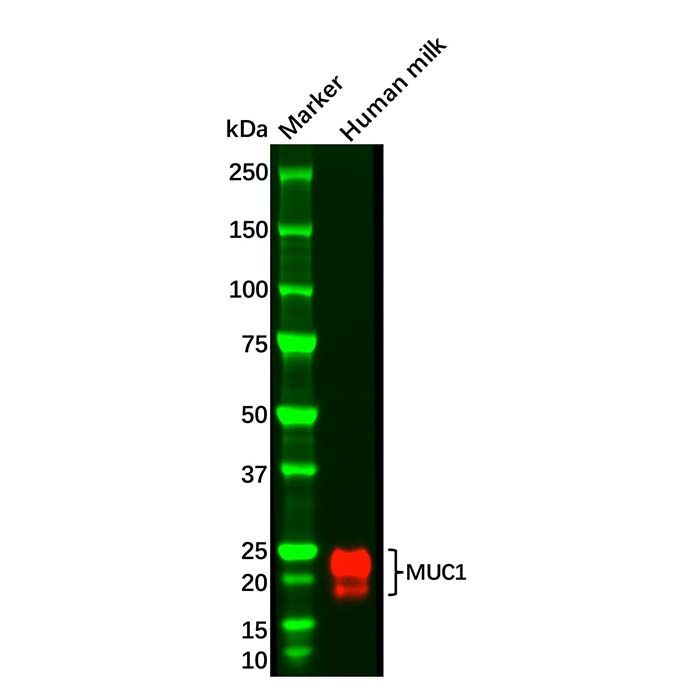 MUC1 Mouse mAb