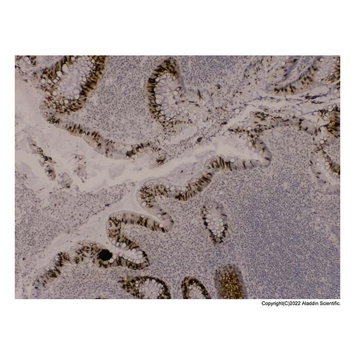 Recombinant MUC2 Antibody