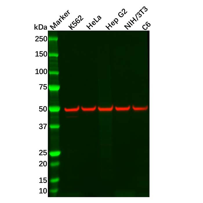 Recombinant CHRM2/CM2 Antibody