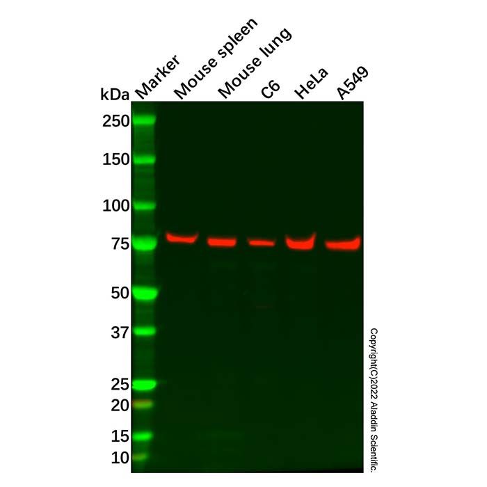 MX1 Antibody