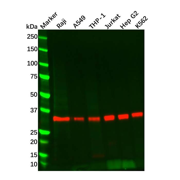Recombinant MyD88 Antibody