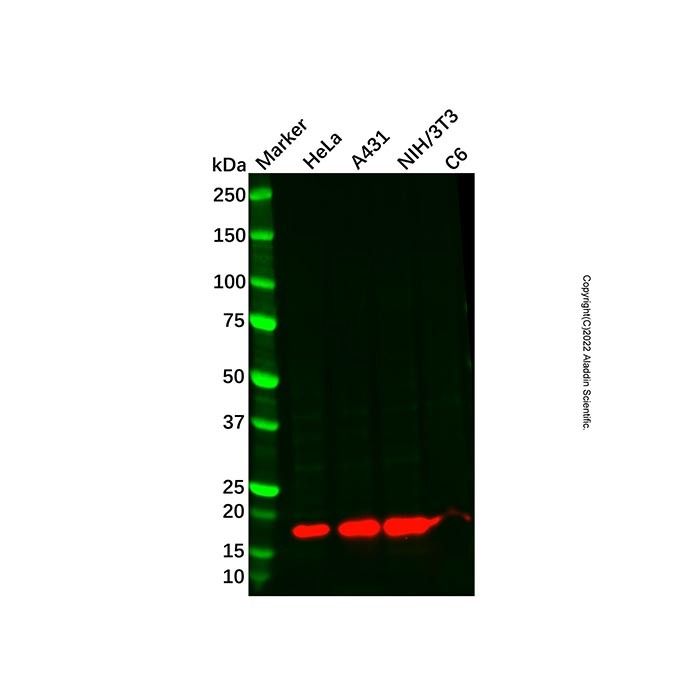 MYL7 Antibody