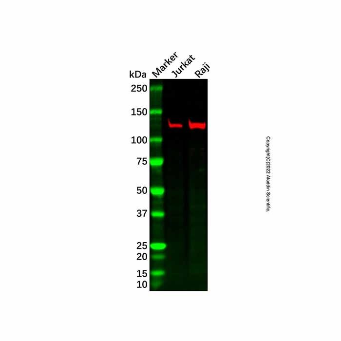 MYO1A Antibody