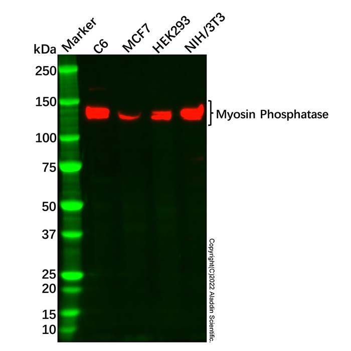 Myosin Phosphatase Antibody