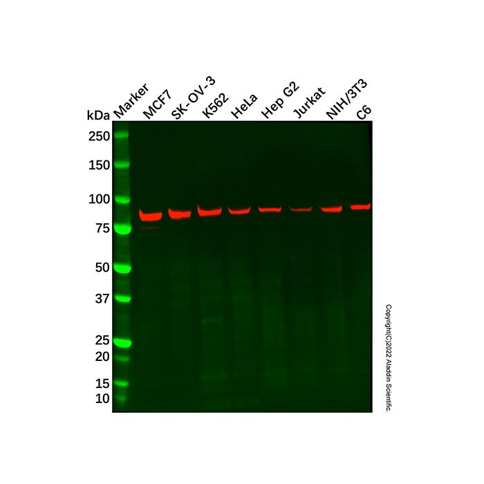 Recombinant NAK/TBK1 Antibody