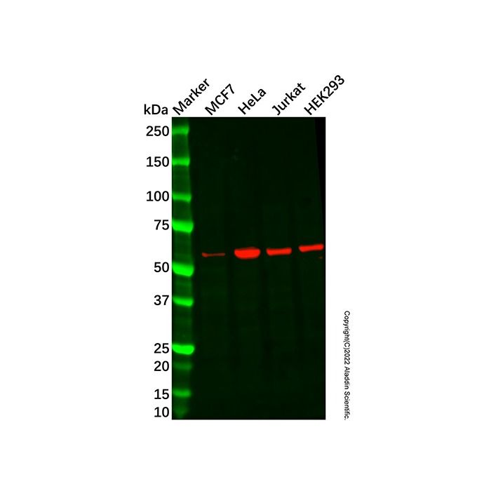 NARFL Antibody