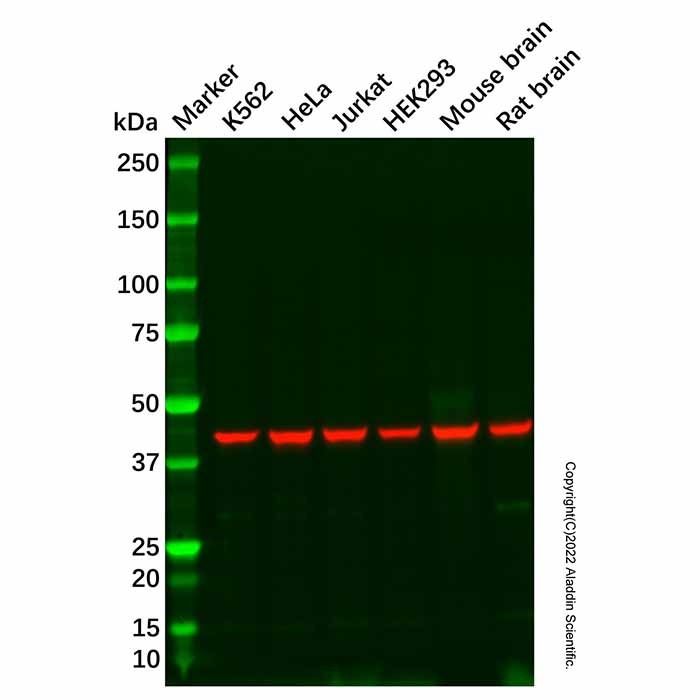 NDRG1 Antibody