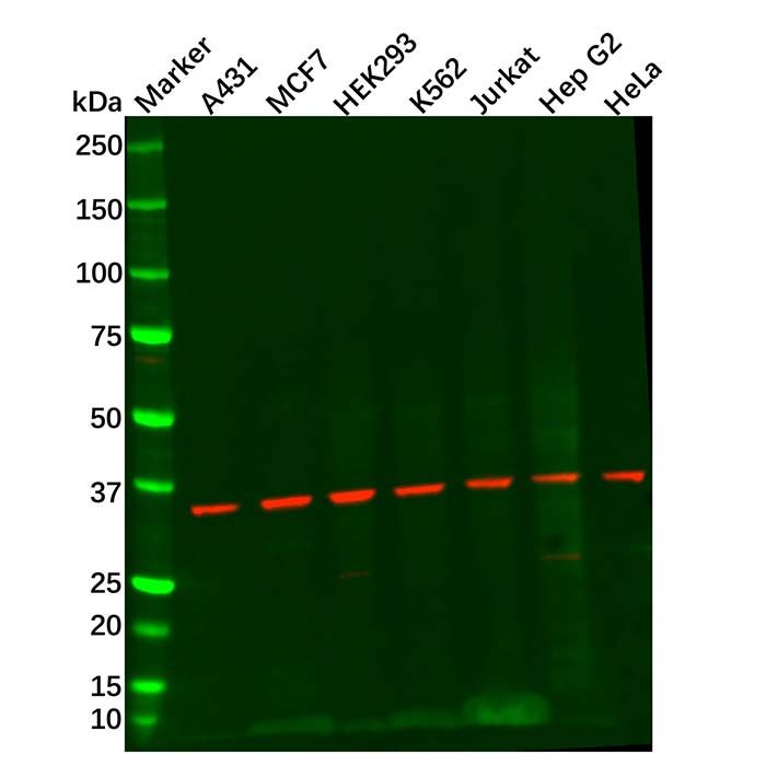 NDUFA9 Antibody