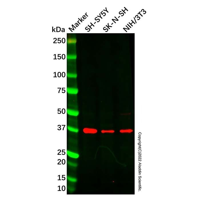 NECL-1 Antibody