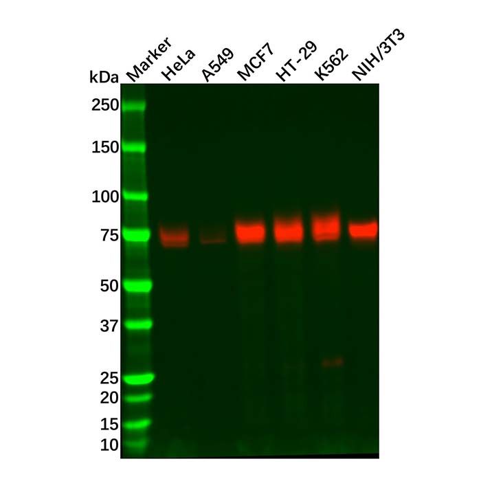 Recombinant Nectin 2 Antibody