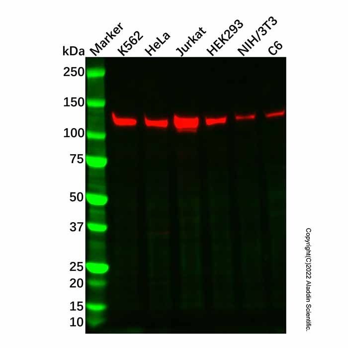 Recombinant NEDD4-2 Antibody