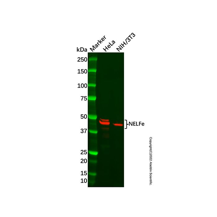 Recombinant NELFe Antibody