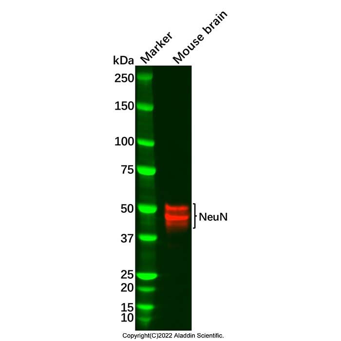 NeuN Antibody