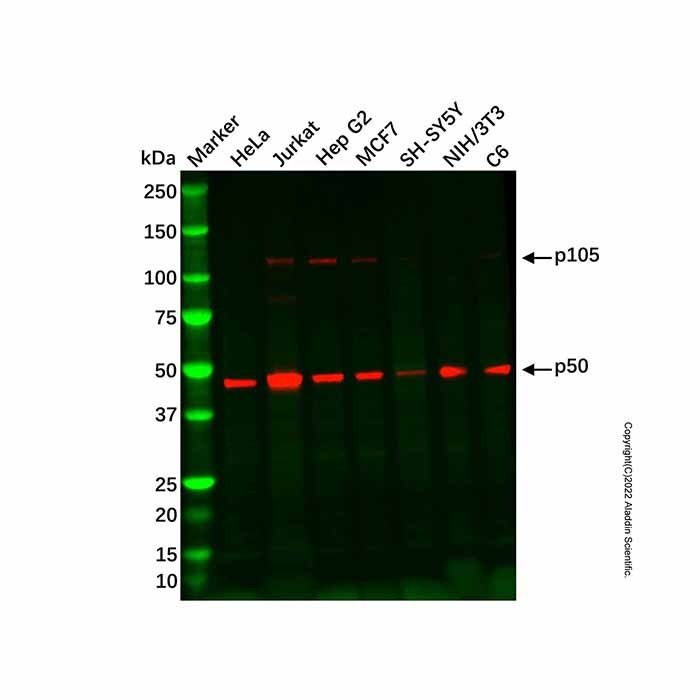 Recombinant NFkB p105/p50 Antibody