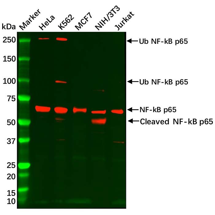 Recombinant NF-kB p65 Antibody