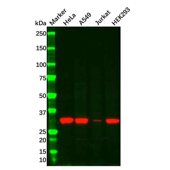NGF Mouse mAb