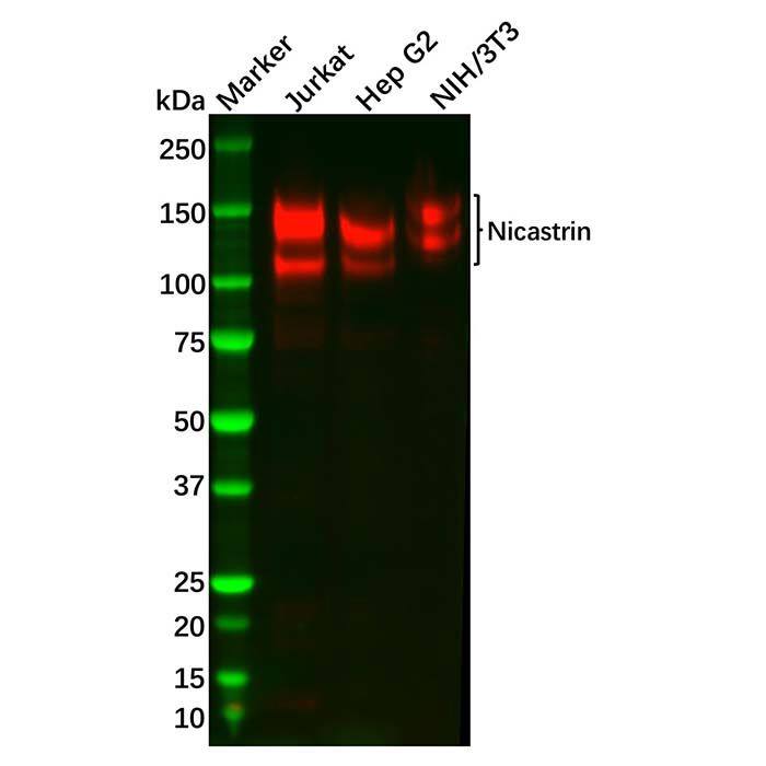 Recombinant Nicastrin Antibody