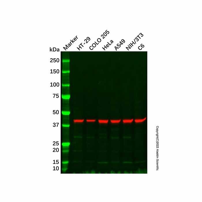 NK-2R Antibody