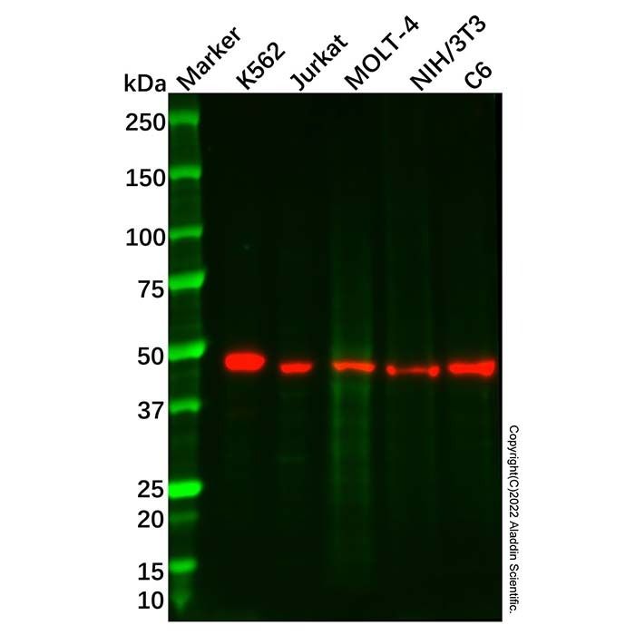 Recombinant NK-p44 Antibody