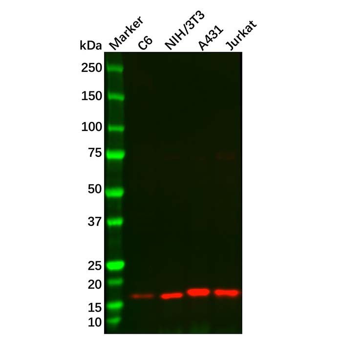 Recombinant NM23A Antibody