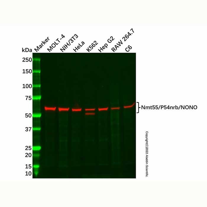 Recombinant Nmt55/P54nrb/NONO Antibody