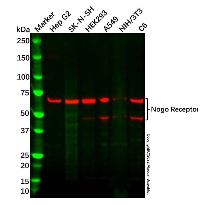 Recombinant Nogo Receptor Antibody