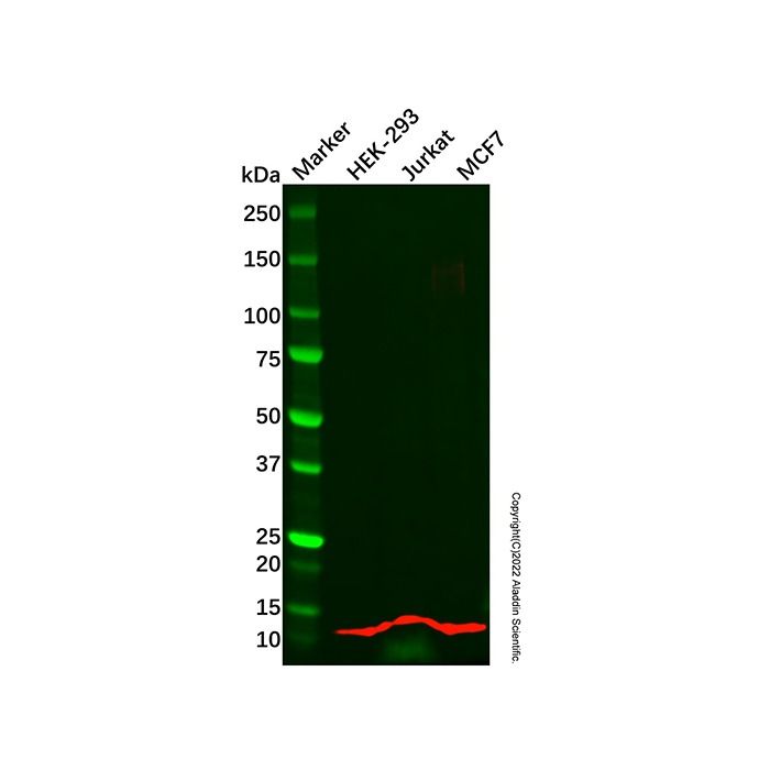 Recombinant NOP10 Antibody