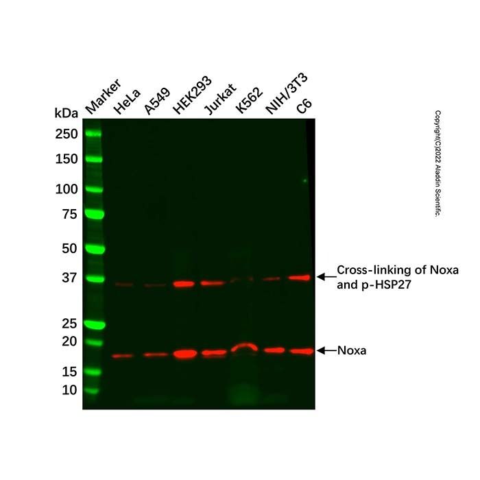 Recombinant Noxa Antibody