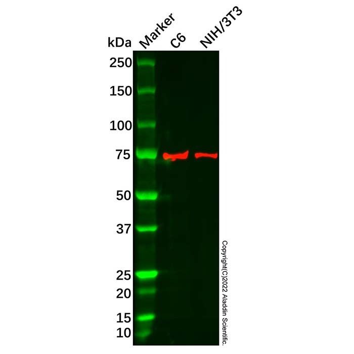 Recombinant NPR-C Antibody
