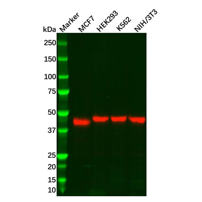 Recombinant NR2F2 Antibody
