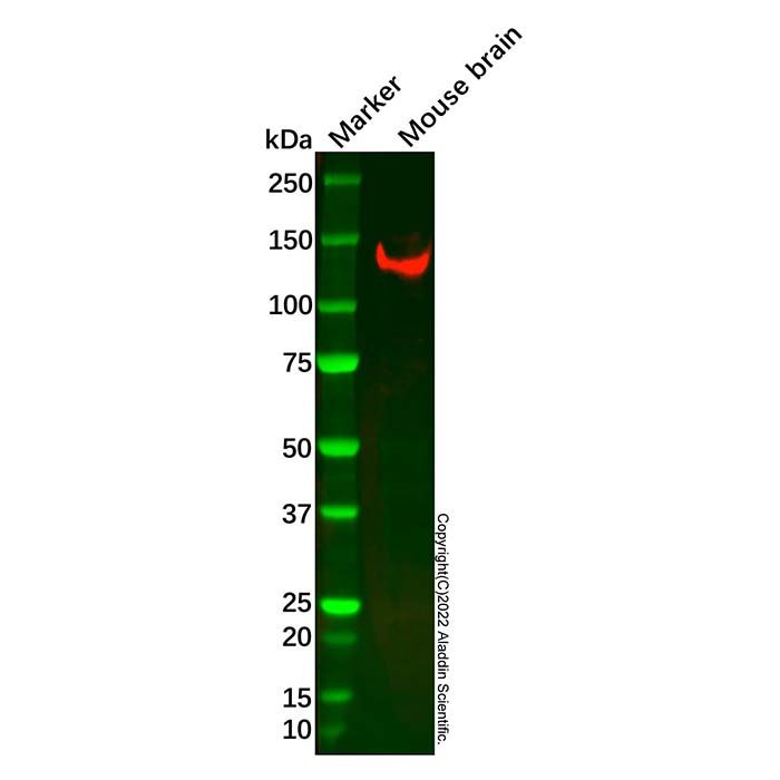 Recombinant NrCAM Antibody