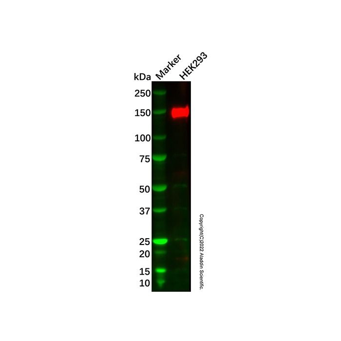 NUP160 Antibody