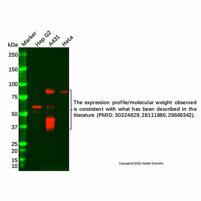 NUR77 Antibody