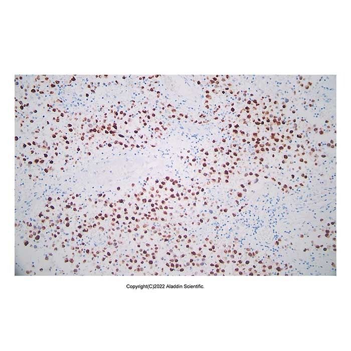 Recombinant Oct4 Antibody