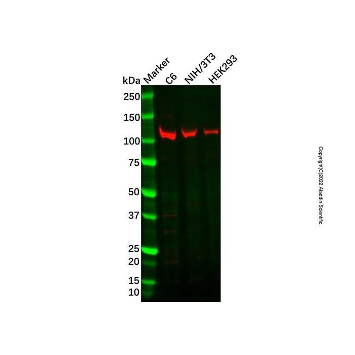 Recombinant OGT Antibody