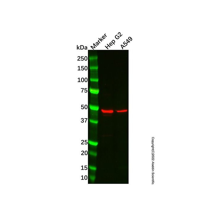Orosomucoid 2 Antibody